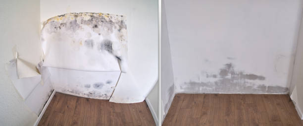 Best Commercial Mold Removal  in Badin, NC